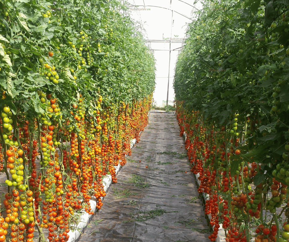 Canh tác trái vụ Cây cà chua trồng trên thanh giá thể mụn dừa (Grow bag) trong nhà màng